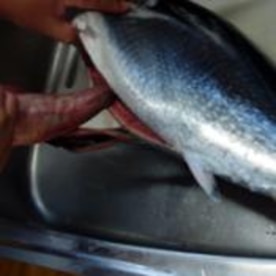マグロの刺身 釣ったら食べまshow レシピ 作り方 By おかっちとちはる 楽天レシピ マグロの刺身 釣ったら食べまshow レシピ 作り方 By おかっちとちはる 楽天レシピ